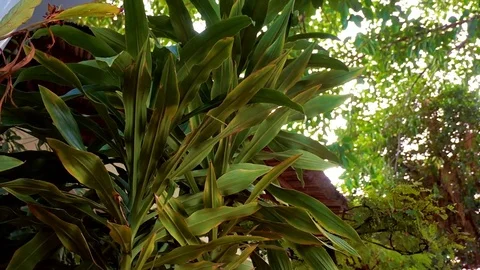 Sunlight breaks through the green tropical foliage. Stock Footage 70612789