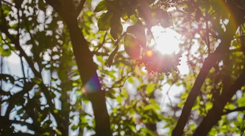 Sunlight Breaks Through The GreenLeaves Stock Footage 51650228