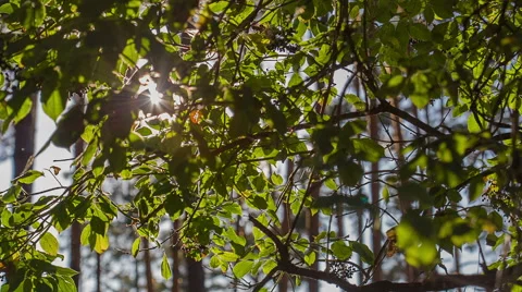 Sunlight Breaks Through The GreenLeaves Stock Footage 51652059