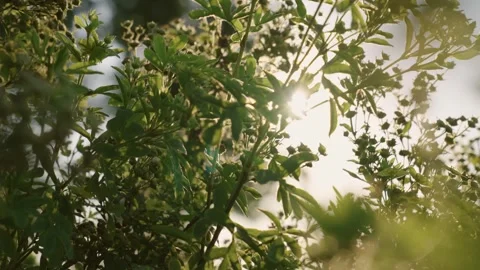 Sunlight breaks through swaying plant with small burgeons Stock Footage 274249242