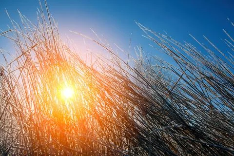 Sunlight breaks through tall grass in an open field during morning hours with Foto stock