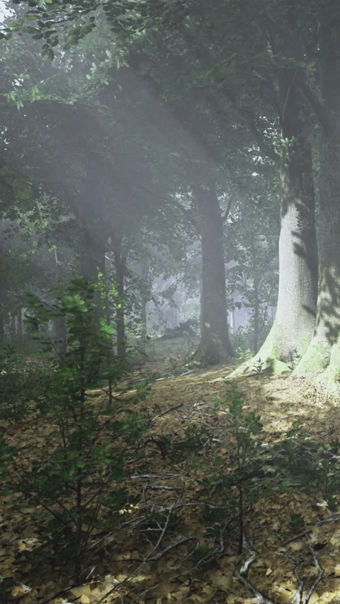 Sunlight breaks through tall trees in a forest 库存影片 334259044