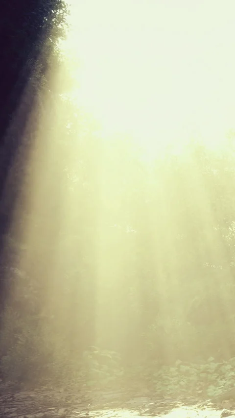 Sunlight breaks through trees, creating a magical aura in the forest Stock Footage 341406953