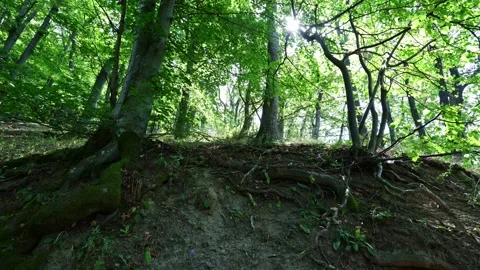 Sunlight breaks through trees in a dense forest during midday in early summer Stock Footage 328238716
