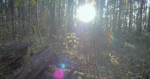 Sunlight breaks through the trees. Stock Footage 221672404