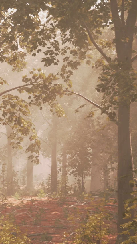 Sunlight breaks through trees in a quiet forest at morning time Stock Footage 337974088