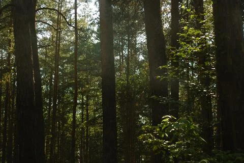 Sunlight breaks through the trunks of pine trees in the shade in a coniferous Stock Photos