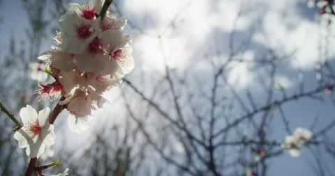 Sunlight breaks through white flowers of a flowering tree. Branches of blooming Stock Footage 237402571