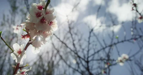 Sunlight breaks through white flowers of flowering almond tree. Video stock 237966785