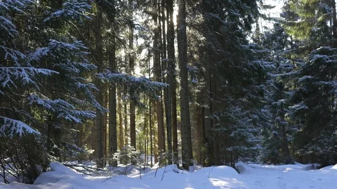 Sunlight breaks through the winter forest Video stock 103888364