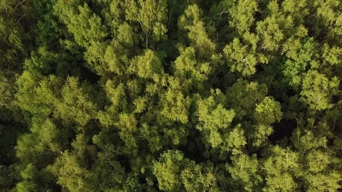 Sunlight in bright green tree crowns. Aerial shot of birch grove Stock Footage 85049593