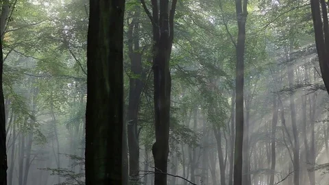 Sunlight bursting though forest mist Stock Footage 72380196