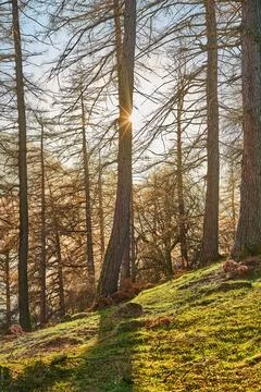 Sunlight Bursting Through Forest Trees Stock Photos