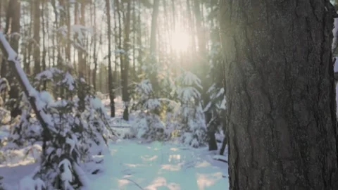 Sunlight is bursting through snow covered trees in a winter forest Stock Footage 292924702