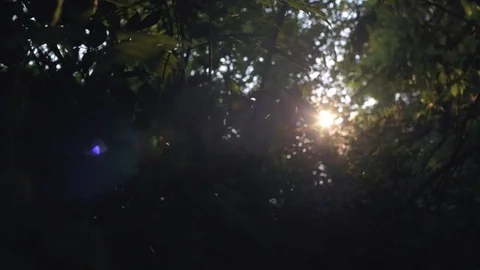 Sunlight Bursting Through Trees Stock Footage 76444170