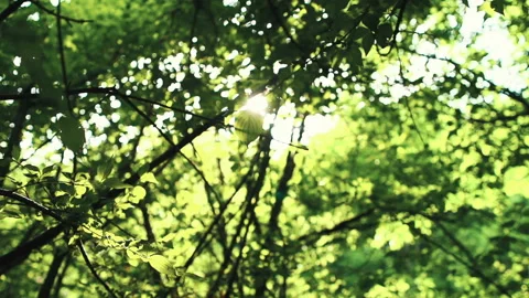 Sunlight bursts between trees in forest. Nature reserve. Eco-friendly Video stock 103040273