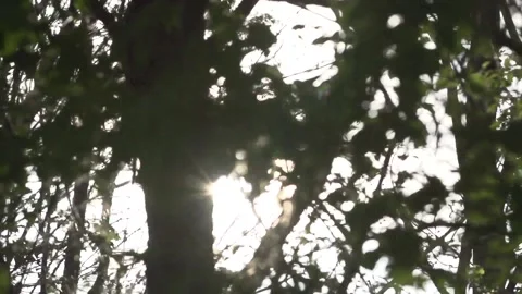 Sunlight bursts between trees in forest. Nature reserve. Eco-friendly Video stock 144445992