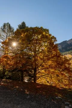 Sunlight bursts through an autumn tree on a mountainside. Stock Photos