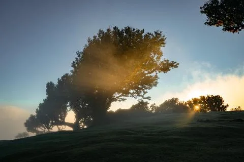 Sunlight bursts through misty trees on a vibrant green hillside at dawn, cr.. Stock Photos