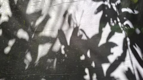 Sunlight casting intricate leaf shadows on a rough grey concrete wall surface. Stock Photos