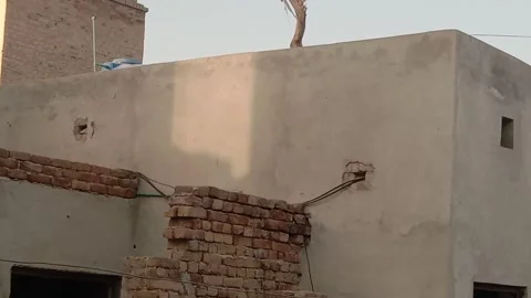 Sunlight Casting Natural Shadows Across a Home Wall Stock-Footage 346983307