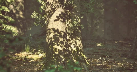 Sunlight casting playful shadows on a tree in a peaceful forest setting Stock Footage 310724702