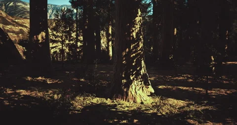 Sunlight casting shadows in a dense forest near mountain ranges Stock Footage 310783599