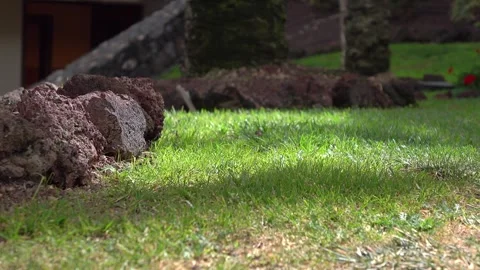 Sunlight Casting Shadows on Lush Tropical Grass in 4k Stock Footage 265145403