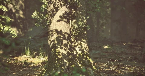 Sunlight casting shadows on a tree trunk in a serene forest setting Stock Footage 314897913