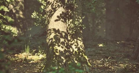 Sunlight casting shadows on a tree trunk in a serene forest setting 스톡 일러스트