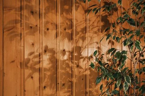 Sunlight casting soft plant shadows on a wooden wall with warm tones and natu Foto stock