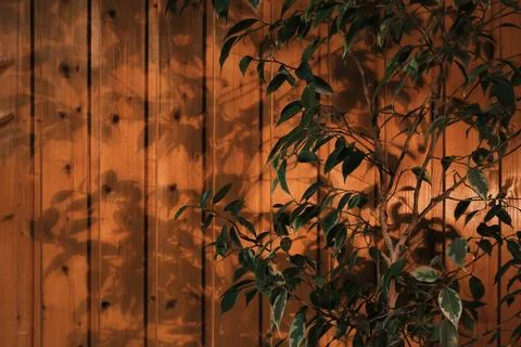 Sunlight casting soft plant shadows on a wooden wall with warm tones and natu Stock Photos