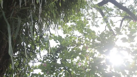 Sunlight Casting Thru Trees Stock Footage 83199996