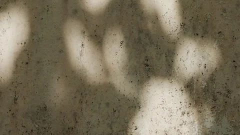 Sunlight Casting Tree Leaf Shadows on Old Weathered Concrete Wall Background Video stock 342388036