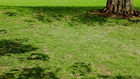 Sunlight Casting Tree Shadows Across A Lush Green Park Lawn During The Afternoon Stock Footage 341959776