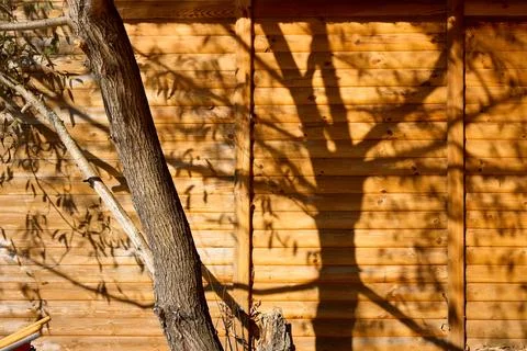 Sunlight Casting Tree Shadows on Wooden Cabin Wall Stock Photos