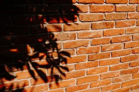 Sunlight casts leafy shadows across a warm red brick wall. Abstract urban tex Stock Photos