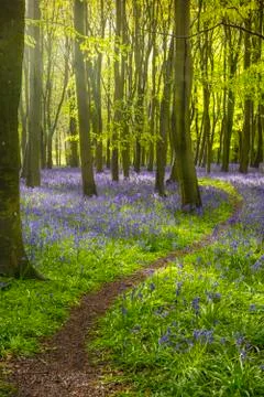 Sunlight casts shadows across bluebells in a wood Stock Photos
