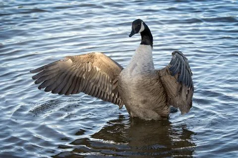 Sunlight catches the wing Stock Photos