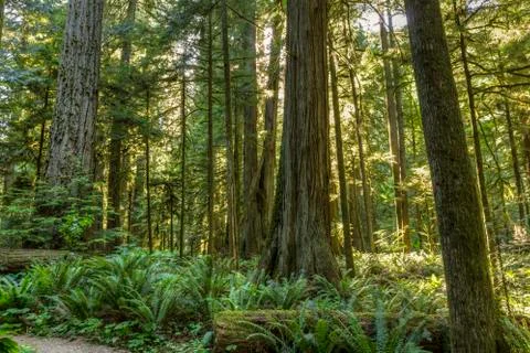Sunlight in Cathedral Grove Stock Photos