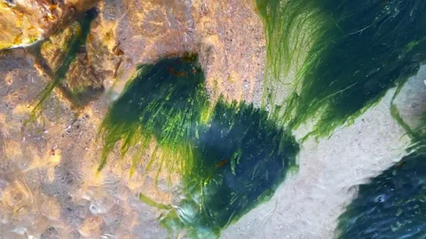 Sunlight Caustics on Sandy Seabed with Light Algae Stock Footage 345092756