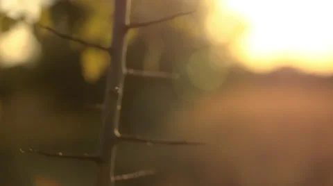 Sunlight close up Stock Footage 30753608