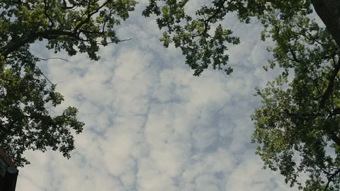 Sunlight Cloudy Sky Through the Trees Stock Footage 309320268