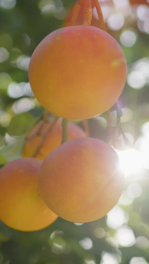 Sunlight Coloring The Mediterranean Oranges Stock Footage 264368453