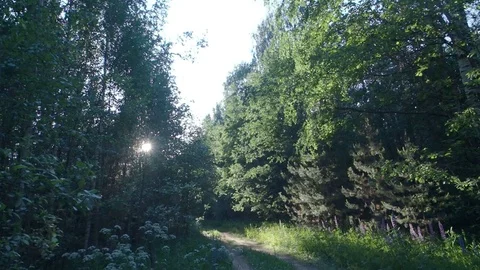 Sunlight comes through leaves Stock Footage 113889929