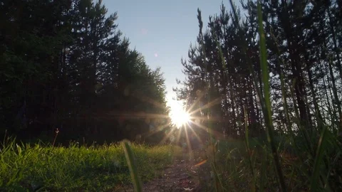 Sunlight comes through leaves at sunset Stock Footage 113889963