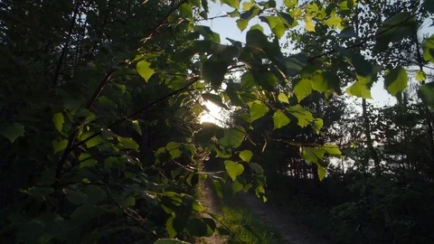Sunlight comes through leaves at sunset Stock Footage 113889995