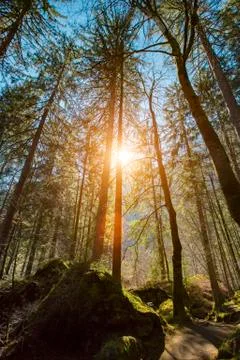 Sunlight coming among trees in a forest Stock Photos