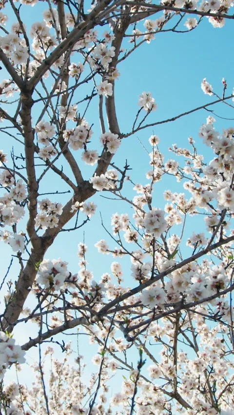 Sunlight Coming Down The Branches Of A White Tree Stock Footage 263889375