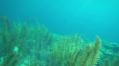 Sunlight coming through the blue water Stock-Footage 75248282